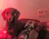 Dachshund (Miniature Smooth Haired)