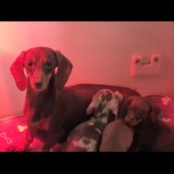 Dachshund (Miniature Smooth Haired)