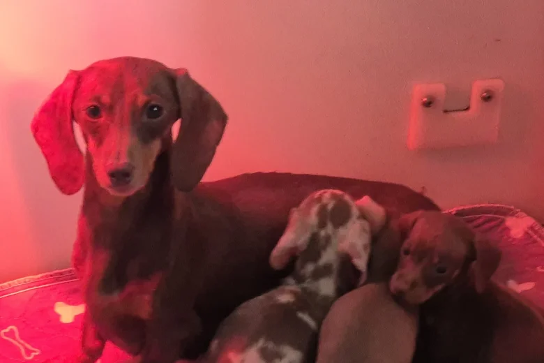 Dachshund (Miniature Smooth Haired)