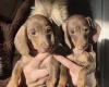 Dachshund (Miniature Smooth Haired)