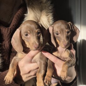 Dachshund (Miniature Smooth Haired)