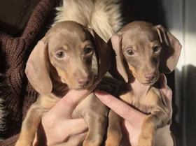 Dachshund (Miniature Smooth Haired)