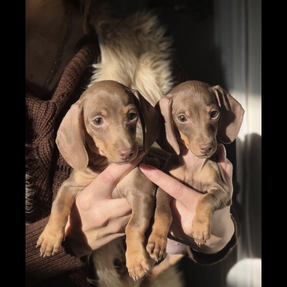 Dachshund (Miniature Smooth Haired)