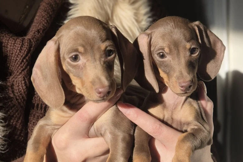 Dachshund (Miniature Smooth Haired)