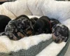 Dachshund (Miniature Smooth Haired)