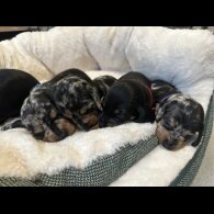 Dachshund (Miniature Smooth Haired)