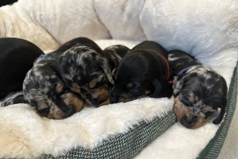Dachshund (Miniature Smooth Haired)