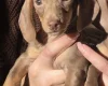 Dachshund (Miniature Smooth Haired)