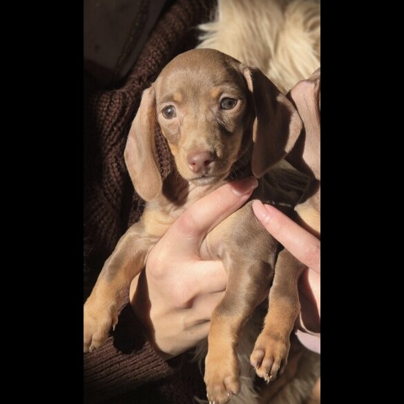 Dachshund (Miniature Smooth Haired)