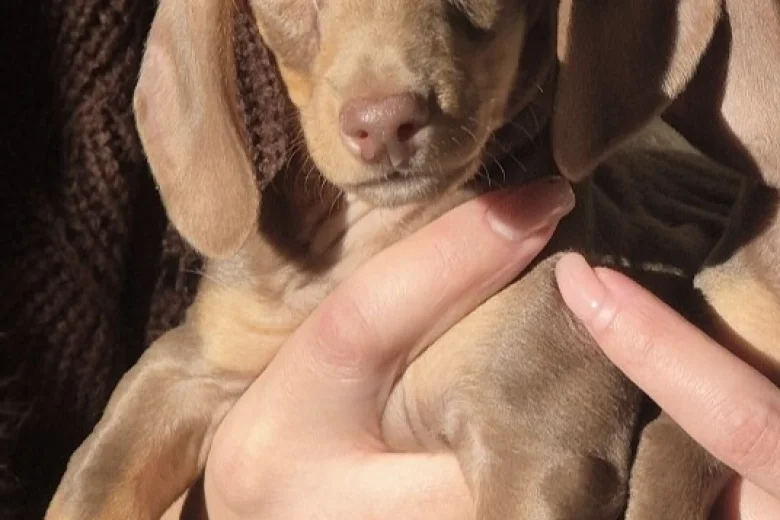 Dachshund (Miniature Smooth Haired)