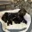 Dachshund (Miniature Smooth Haired)