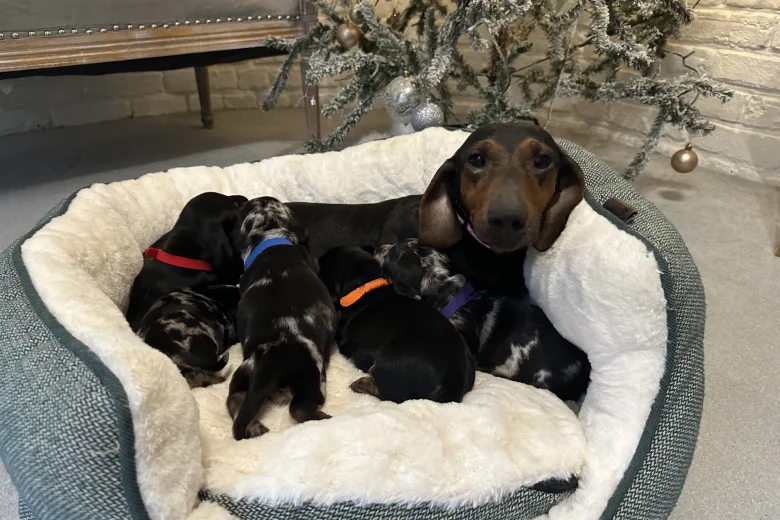 Dachshund (Miniature Smooth Haired)