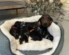 Dachshund (Miniature Smooth Haired)