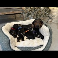 Dachshund (Miniature Smooth Haired)