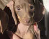 Dachshund (Miniature Smooth Haired)