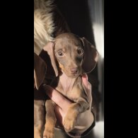 Dachshund (Miniature Smooth Haired)