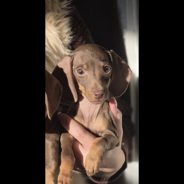 Dachshund (Miniature Smooth Haired)