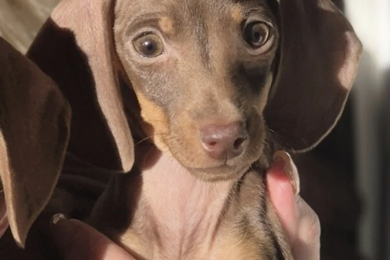 Dachshund (Miniature Smooth Haired)