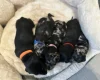 Dachshund (Miniature Smooth Haired)
