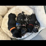 Dachshund (Miniature Smooth Haired)