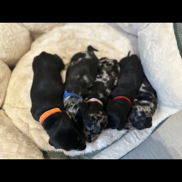 Dachshund (Miniature Smooth Haired)