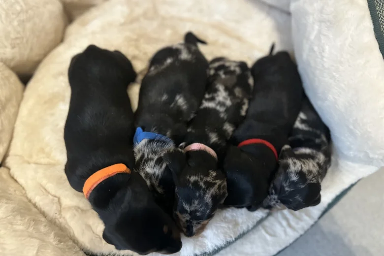 Dachshund (Miniature Smooth Haired)