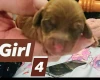 Dachshund (Smooth Haired)