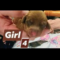 Dachshund (Smooth Haired)