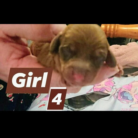 Dachshund (Smooth Haired)