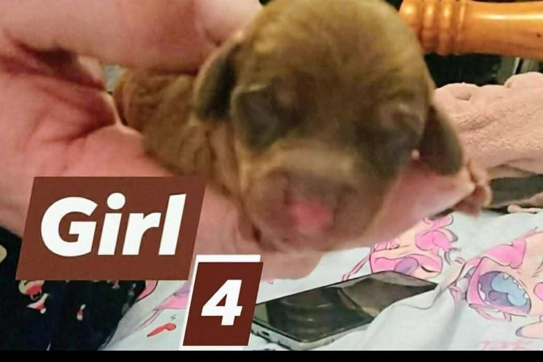 Dachshund (Smooth Haired)