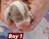 Dachshund (Smooth Haired)