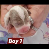 Dachshund (Smooth Haired)