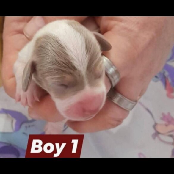 Dachshund (Smooth Haired)