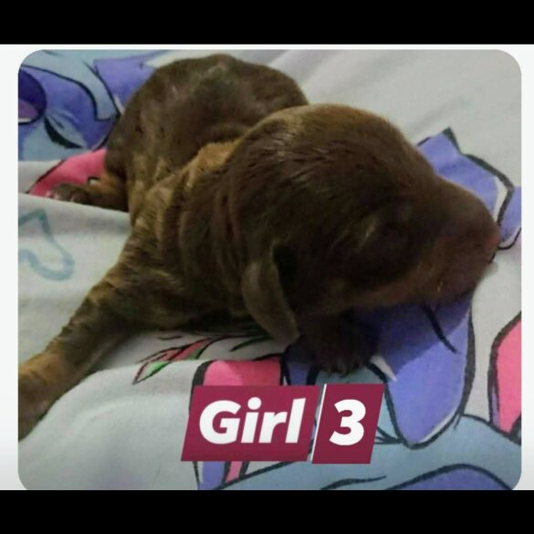 Dachshund (Smooth Haired)