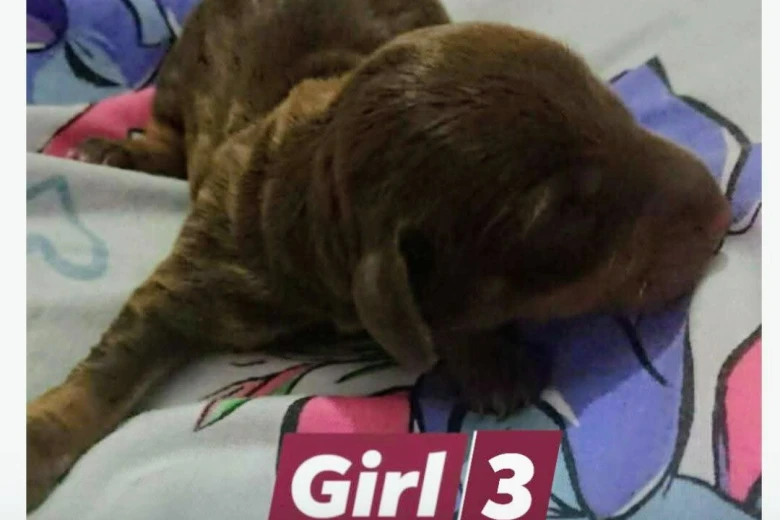 Dachshund (Smooth Haired)