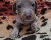 Dachshund (Smooth Haired)