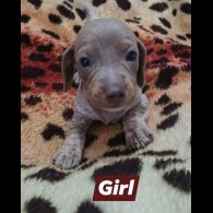 Dachshund (Smooth Haired)