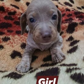 Dachshund (Smooth Haired)