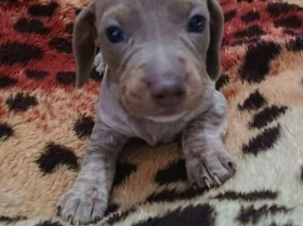 Dachshund (Smooth Haired)