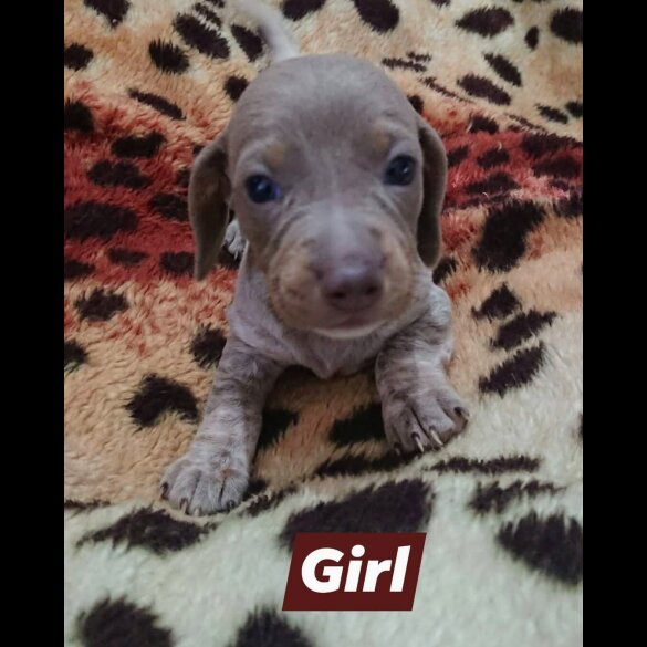 Dachshund (Smooth Haired)