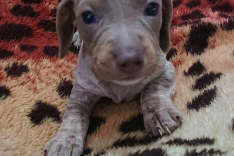 Dachshund (Smooth Haired)