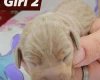 Dachshund (Smooth Haired)