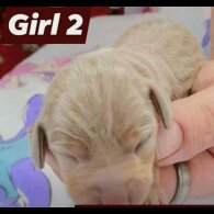 Dachshund (Smooth Haired)