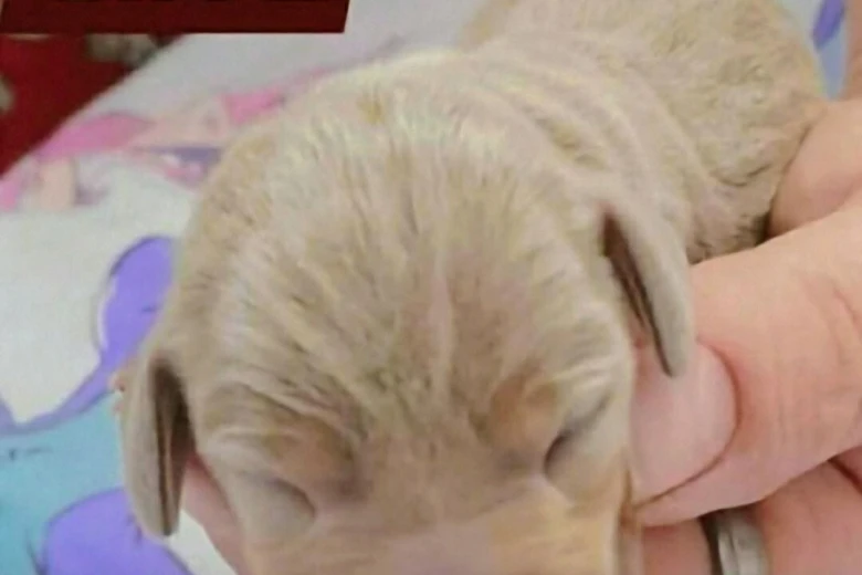Dachshund (Smooth Haired)