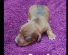 Dachshund (Smooth Haired)