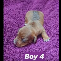 Dachshund (Smooth Haired)