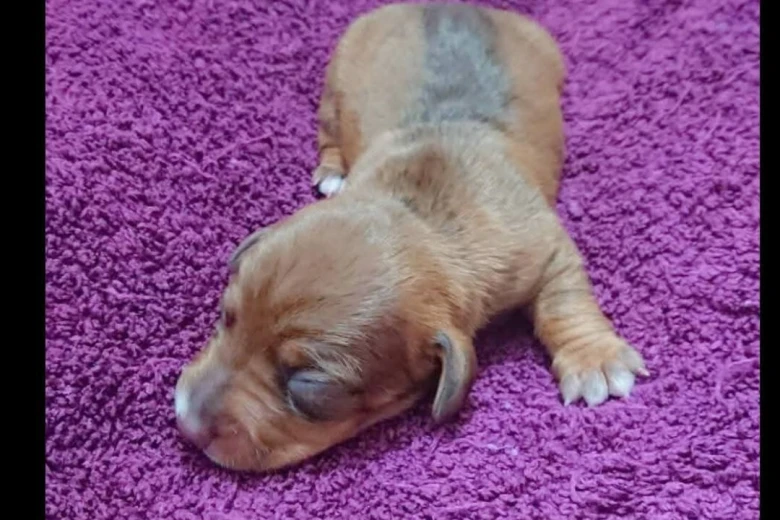 Dachshund (Smooth Haired)