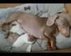 Dachshund (Smooth Haired)