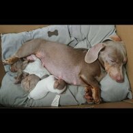 Dachshund (Smooth Haired)