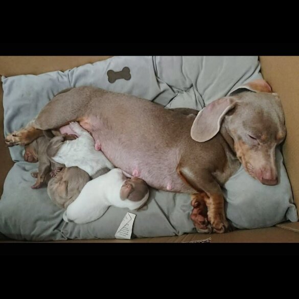 Dachshund (Smooth Haired)